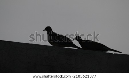 pair of Laughing doves on the roof in the silhouette