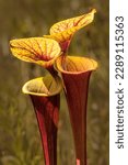 A pair of the leaf or trumpet of the yellow pitcher plant, Sarracenia flava. The tubes are a reddish color with bright yellow lids and insides. Shows the top of the tubes that attract and trap prey. 