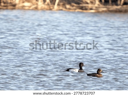 pair of lesser scaup ducks