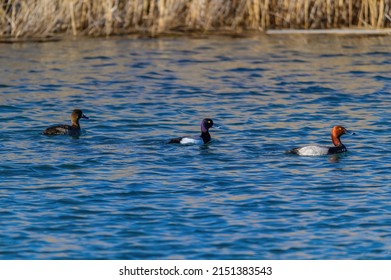 A Pair of Lesser Scaup Ducks and a Redhead Duck swim together on a marsh on Harsen's Island, Clay Township, Michigan.