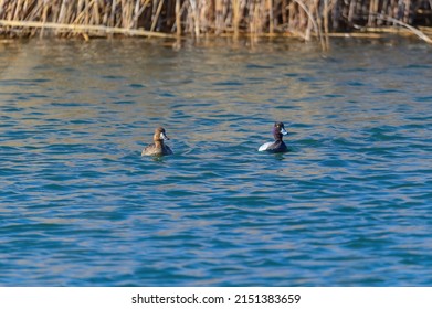 A pair of Lesser Scaup Ducks swim in a marsh on Harsen's Island, Clay Township, Michigan.