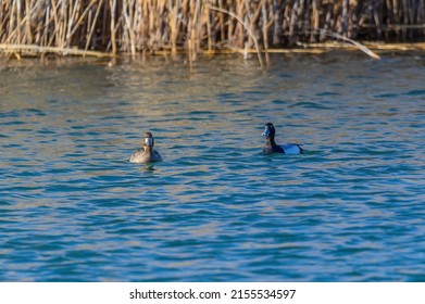 A pair of Lesser Scaup Ducks swim in a marsh on Harsen's Island, Clay Township, Michigan.