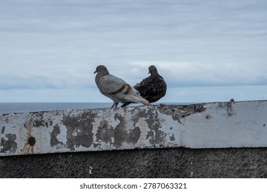 A pair of pigeons—one light grey with reddish bars and one dark checkered—sit side by side on a textured, weathered concrete ledge. In the background, a calm ocean meets a cloudy, overcast sky, creating a peaceful, minimalist coastal scene.