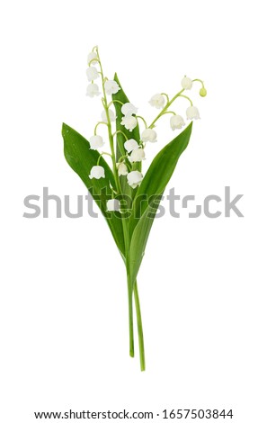 Pair of lily of the valley flowers isolated on white