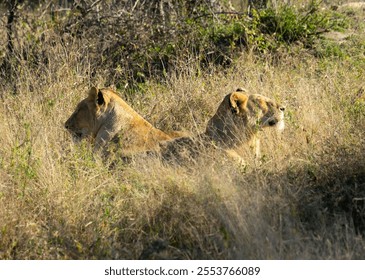 A pair of Lionesses resting in the Savannah grass early in the morning at Sabi Sands Game Reserve - Powered by Shutterstock