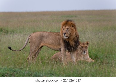 Pair of lions in the grass, Male lion with beautiful mane standing and lioness lying down. African wildlife in Masai Mara, Kenya