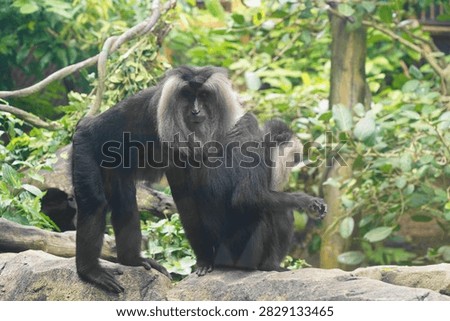A pair of Lion-tailed Macaques (Macaca silenus) on rocks, surrounded by green foliage. One macaque stands, displaying its characteristic silver mane, while the other sits. Capturing the unique beauty of this endangered primate.