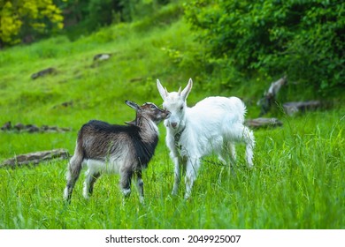 Pair Of Little Goat Kids Playing In Summer Pasture. Spring Landscape With Two Playful Funny Goatling In Green Field. Horned Saanen On Pet Leash And Baby Nigerian Dwarf Goat Outside On Farmland