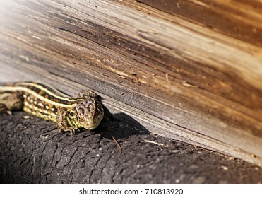 pair of lizards is basking in the sun