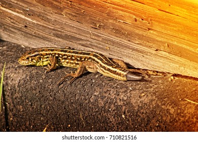 pair of lizards is basking in the sun