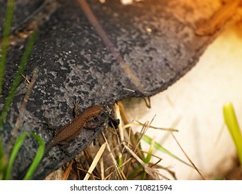 pair of lizards is basking in the sun