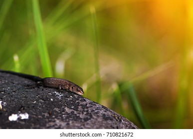 pair of lizards is basking in the sun