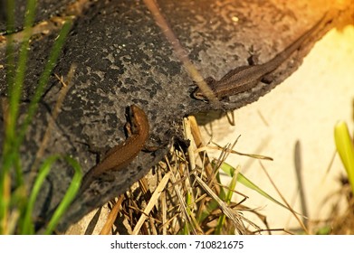 pair of lizards is basking in the sun