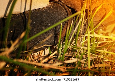 pair of lizards is basking in the sun