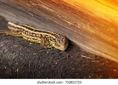 pair of lizards is basking in the sun