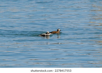 A pair of long-tailed ducks swim in the Saint Clair River, near Port Huron, Michigan. - Shutterstock ID 2278417553