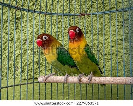 A pair of love birds in a cage, love birds, green pet birds