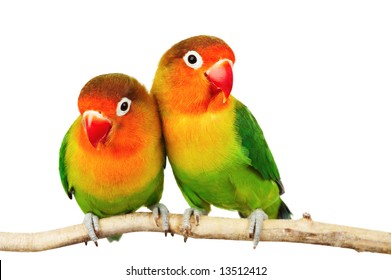 Pair Of Lovebirds