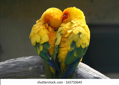 Pair lovebirds - Shutterstock ID 165710645