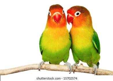 Pair of lovebirds agapornis-fischeri isolated on white - Shutterstock ID 15702574