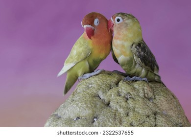 A pair of lovebirds are perched on pomelo. This bird which is used as a symbol of true love has the scientific name Agapornis fischeri.