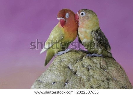 A pair of lovebirds are perched on pomelo. This bird which is used as a symbol of true love has the scientific name Agapornis fischeri.