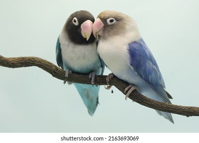 A pair of lovebirds are perched on a tree branch. This bird which is used as a symbol of true love has the scientific name Agapornis fischeri. - Shutterstock ID 2163693069