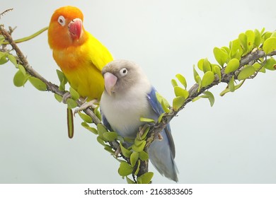 A pair of lovebirds are perched on a tree branch overgrown with vines. This bird which is used as a symbol of true love has the scientific name Agapornis fischeri.