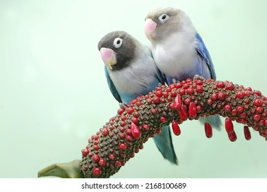 A pair of lovebirds are perched on the weft of the anthurium flower on a light green background. This bird which is used as a symbol of true love has the scientific name Agapornis fischeri.