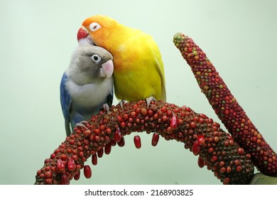 A pair of lovebirds are perched on the weft of the anthurium flower. This bird which is used as a symbol of true love has the scientific name Agapornis fischeri.