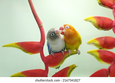 A pair of lovebirds are perched on a wild banana flower. This bird which is used as a symbol of true love has the scientific name Agapornis fischeri.