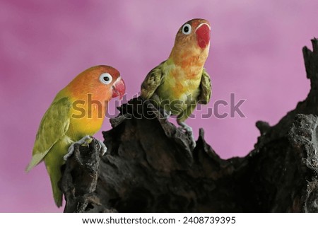 A pair of lovebirds are resting on a dry tree trunk. This bird which is used as a symbol of true love has the scientific name Agapornis fischeri.