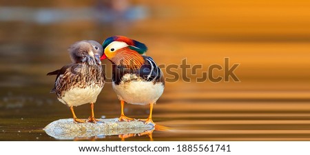 A pair of lovely Mandarin ducks in the lake