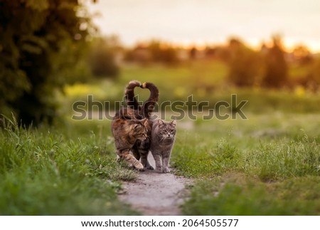  pair of loving cats walking on the green grass bending their tails in the shape of a heart