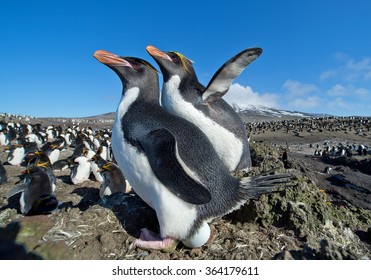 Pair Of Macaroni Penguins With Egg