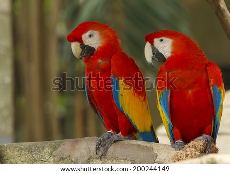 Pair Macaw birds