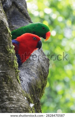 a pair of macaw parrots in a tree cage, Male and female eclectus roratus in natural habitat, Colorful Eclectus Parrots resting on a mossy tree branch