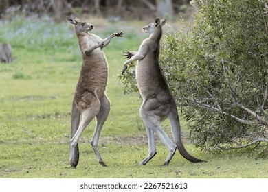 A pair of magnificent kangaroos stood close to each other for a close-up duel - Shutterstock ID 2267521613