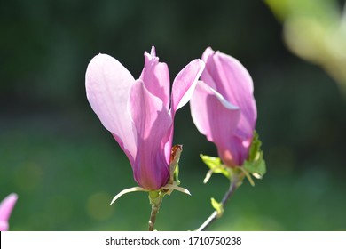 A Pair Of Magnolia (Magnolia Virginiana) Flower