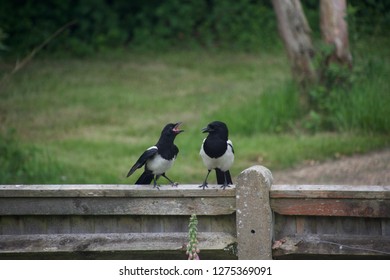 A Pair Of Magpies On A Fence In The English Countryside: A Juvenile Squawks At Its Unimpressed Parent, Demanding Food