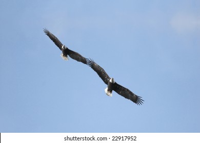 Pair of majestic Bald Eagles (haliaeetus leucocephalus) in flight against a blue sky