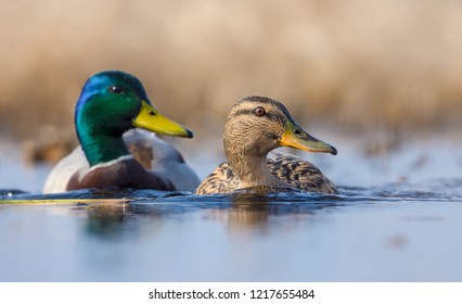 Pair Of Male And Female Mallards In Sync Swimming With Turned Heads Over Some Water Pond In Spring 