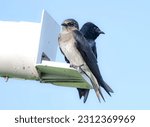 Pair of male and female purple martins at martin bird feeder