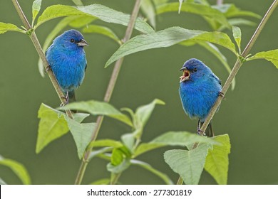 5,498 Indigo birds Images, Stock Photos & Vectors | Shutterstock