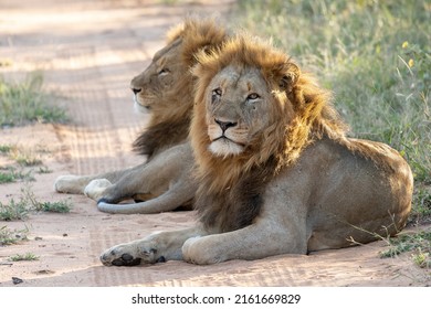 Pair of male lions resting in Kruger National Park, South Africa