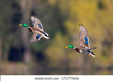 A pair of male mallard ducks taking off from the water in the city of Berlin.