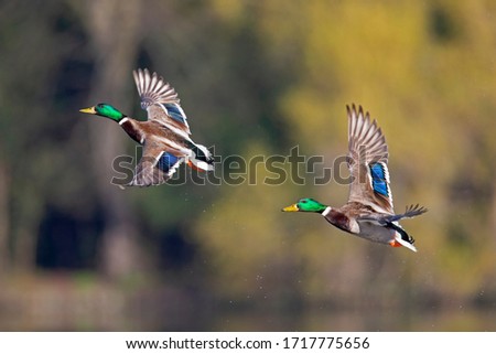 A pair of male mallard ducks taking off from the water in the city of Berlin.