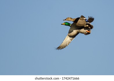 Pair of Mallard Ducks Flying in a Blue Sky - Shutterstock ID 1742471666