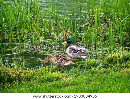 A pair of mallard ducks, male and female on the bank of a grassy pond in city park. beautiful wild nature scenery in green tones. Spring time in Moscow region, Russia, Europe