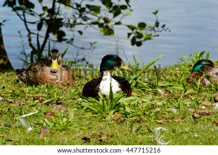 Pair of mallard ducks on a bank of a pond or lake resting on the grass in the sunshine and looking to the side